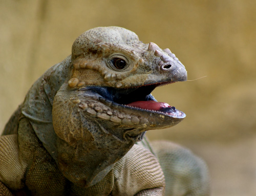 Rhinocerous Iguana